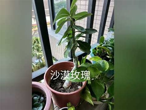 西曬陽台樹木|西曬陽台大型植物：7種適合種植的品種推薦 